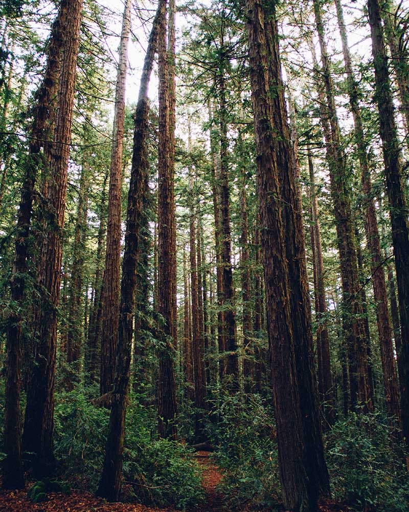 Santiam Tree Service in Scio, Oregon provides full removals, trimming, chipping, stump grinding, hedge trimming, and hazard tree removal in the Willamette Valley of Oregon.