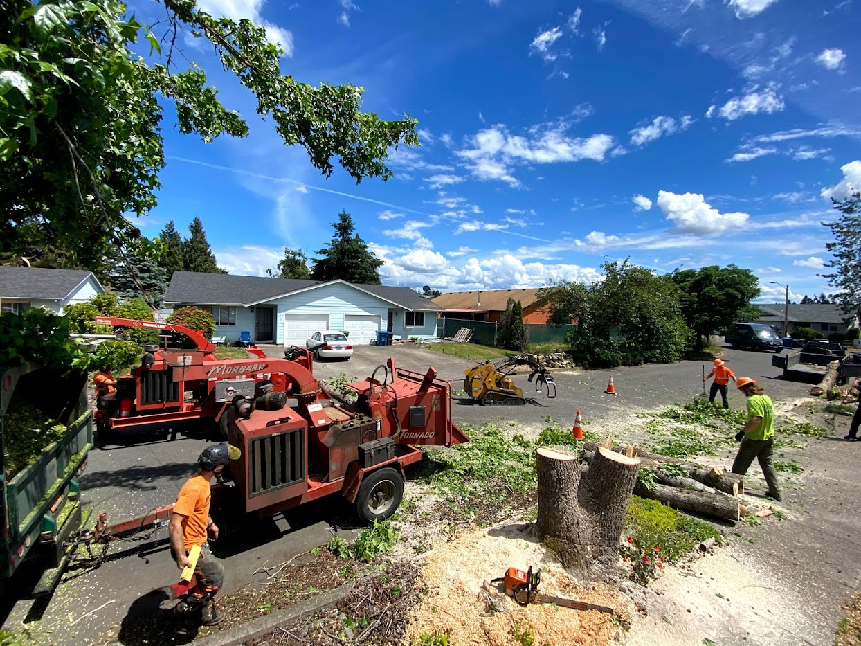 Santiam Tree Service in Scio, Oregon provides full removals, trimming, chipping, stump grinding, hedge trimming, and hazard tree removal in the Willamette Valley of Oregon.
