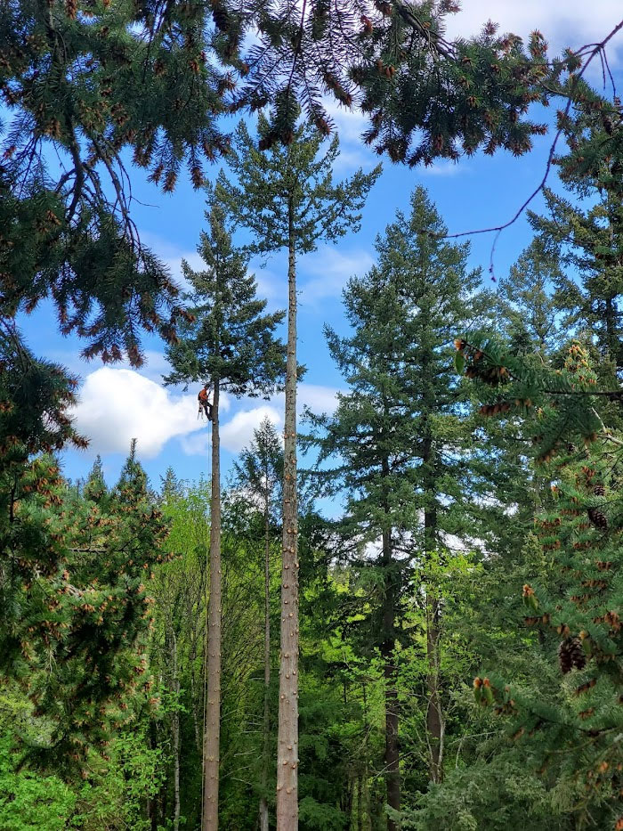 Santiam Tree Service in Scio, Oregon provides full removals, trimming, chipping, stump grinding, hedge trimming, and hazard tree removal in the Willamette Valley of Oregon.