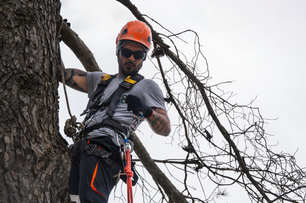 Rope access technician pruning dead branches from a tree