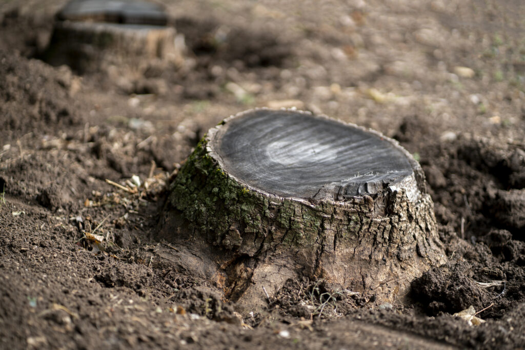 Cut tree stump in forest showing environmental impact of tree removal